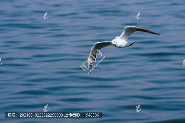 洱海的海鷗