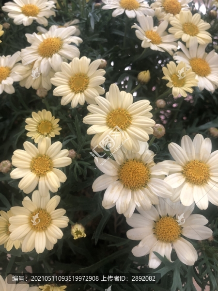 木茼蒿白花盛開(kāi)