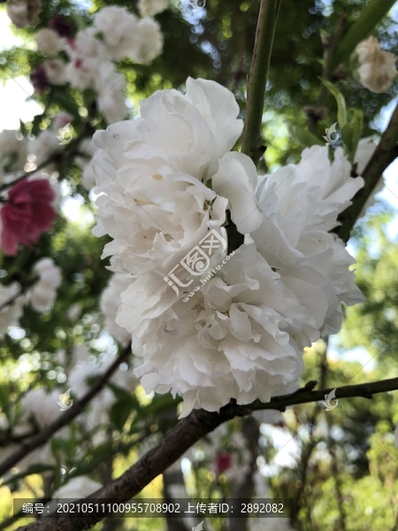 白色木槿花綻放