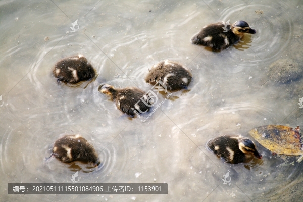 野鴨