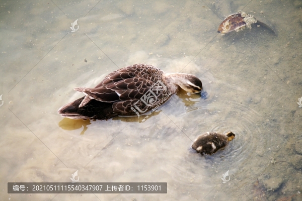 野鴨