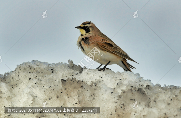 百靈鳥