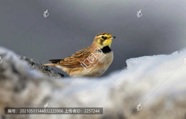百靈鳥