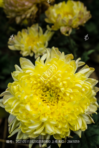 盛開(kāi)的菊花特寫(xiě)