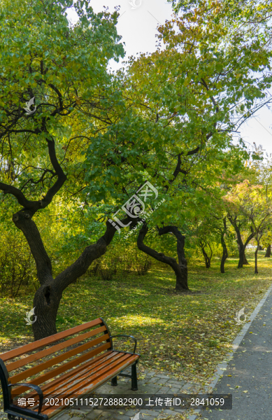 秋季清昭陵的林蔭道