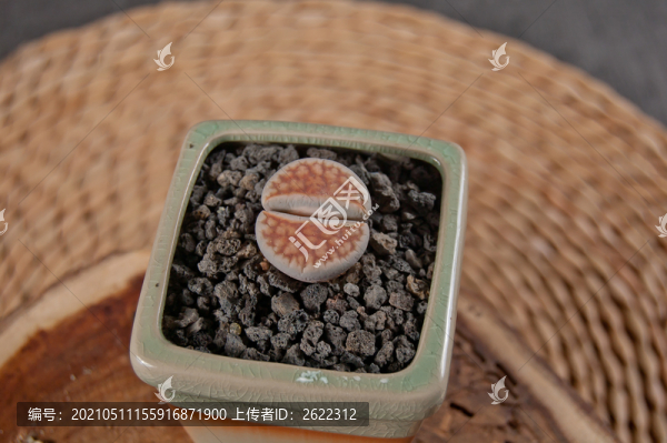 生石花