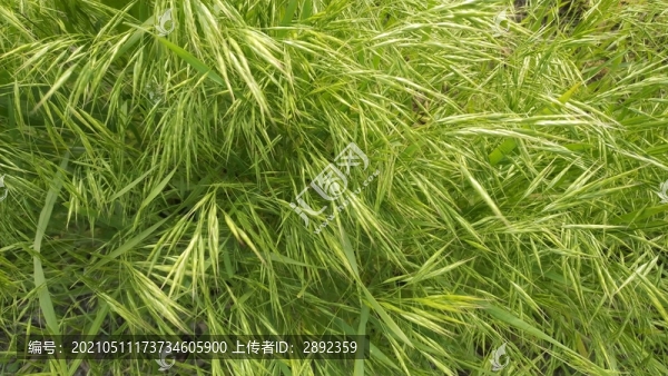 雀麥