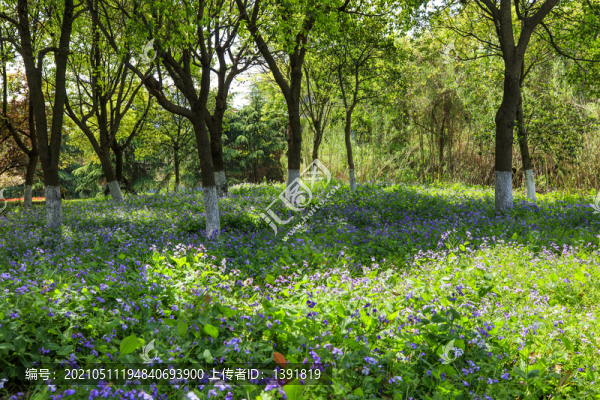 常熟沙家浜風景區(qū)
