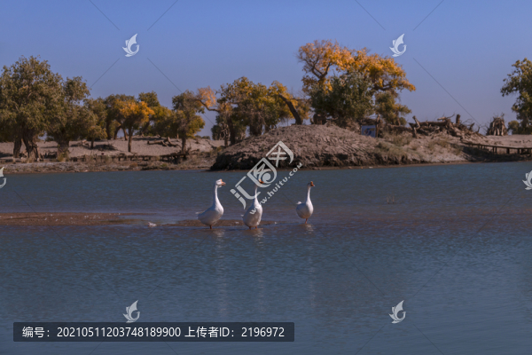 弱水流沙胡楊林生態(tài)美景