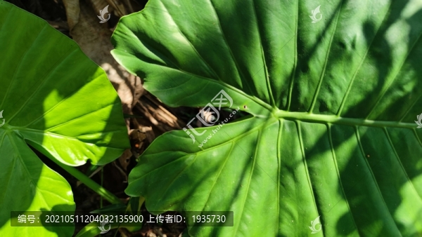海芋
