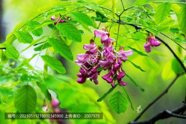 槐花