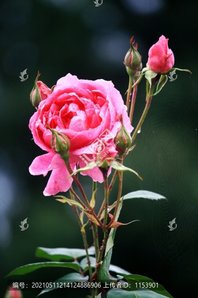 月季花