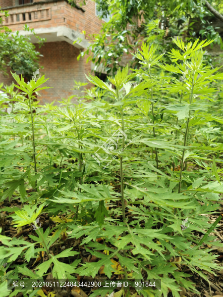 菊科野生植物艾蒿