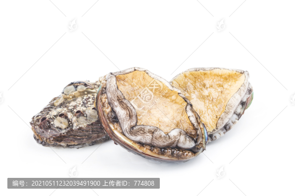 鮑魚
