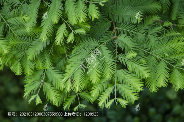 水杉樹葉
