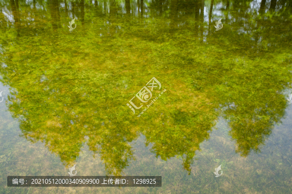 水杉林水中倒影