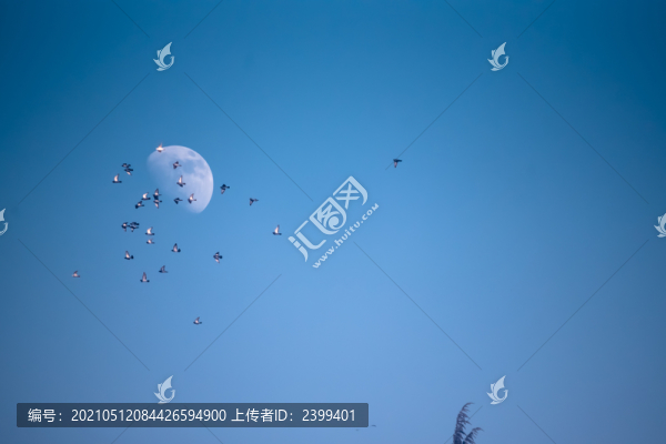 冬天的大明湖飛鳥(niǎo)