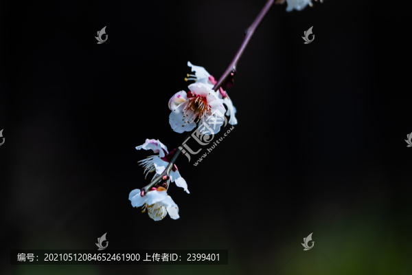 梅花開