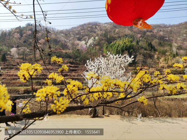 初春山村
