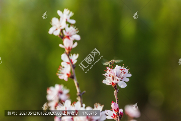 初春的山桃花
