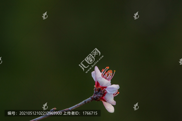 初春的山桃花