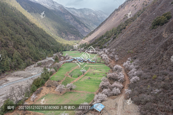 航拍龍古村桃花