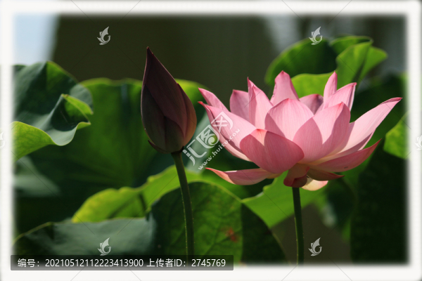 荷花