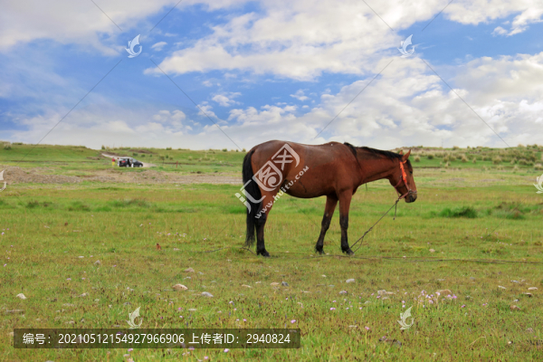 一匹馬