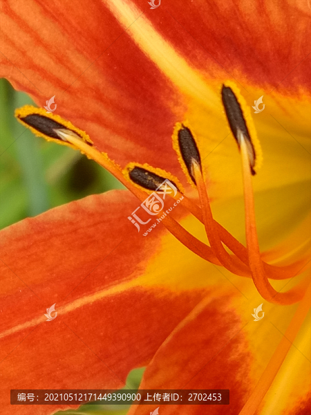 花蕊