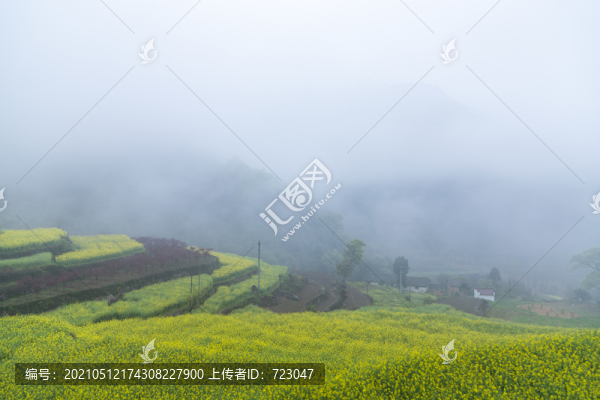 建德胥嶺油菜花