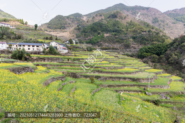 建德胥嶺油菜花