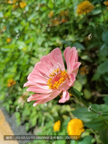 百日草菊花