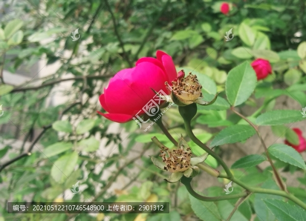 月季小玫瑰紅花