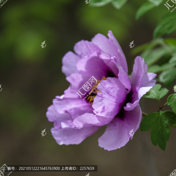 牡丹