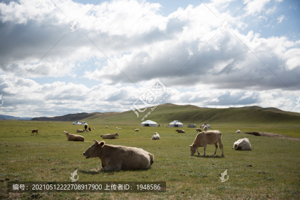 草原風(fēng)光
