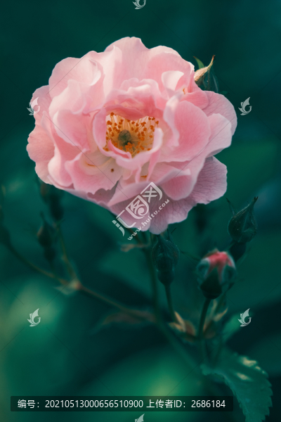 薔薇花