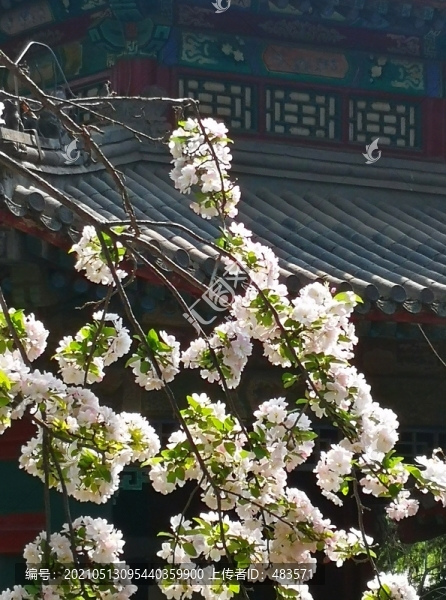北海公園