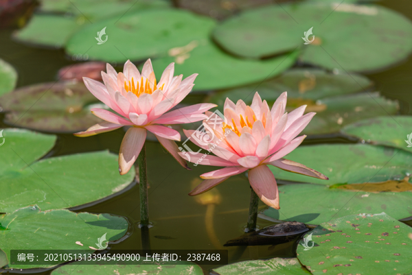 夏日陽光的睡蓮