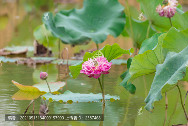 池塘荷花