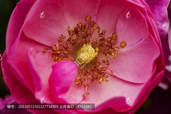 月季花