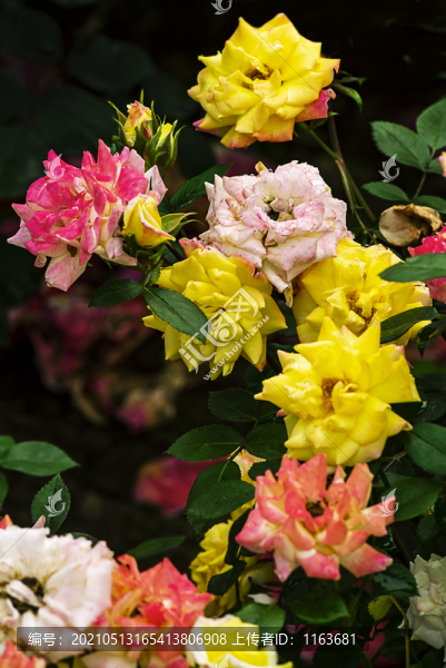 月季花