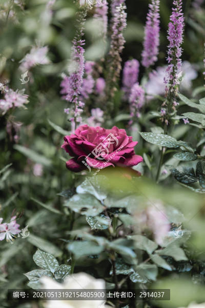 月季花