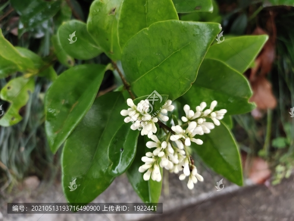 金森女貞花