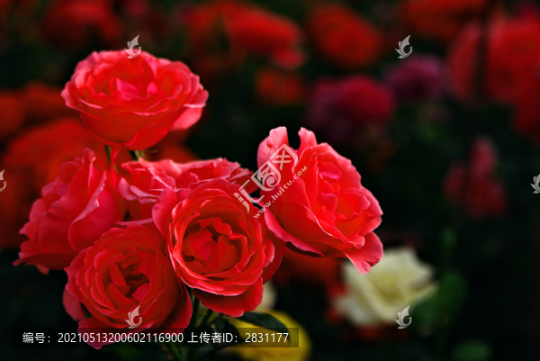 月季花開