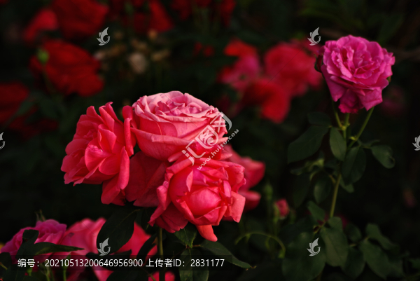月季花開