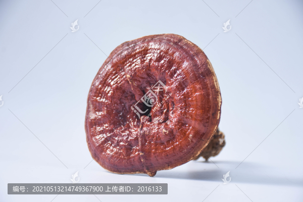 靈芝