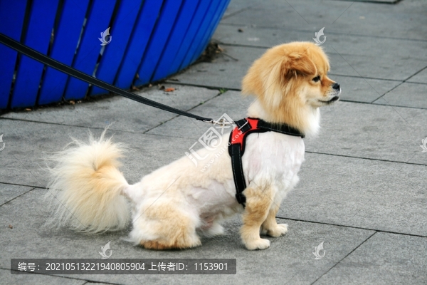 小狗