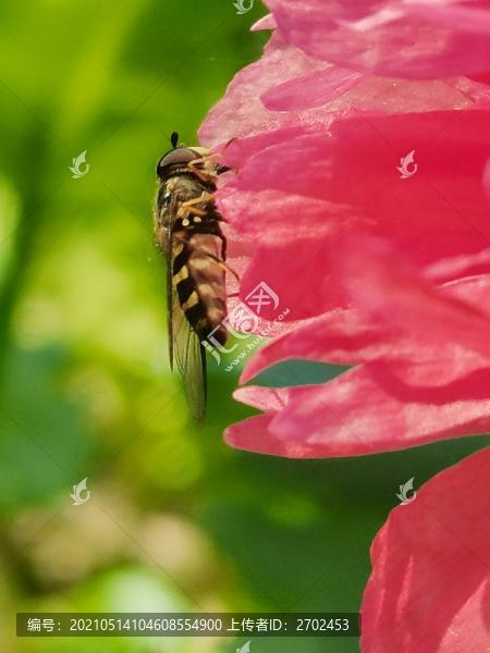 蜜蜂