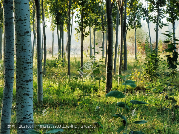 早晨的小樹林