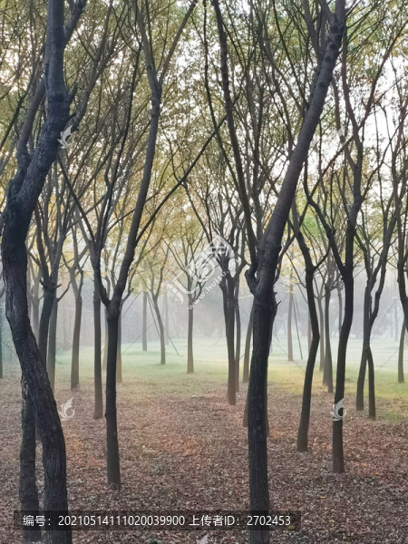 早晨的小樹林